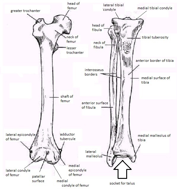 Skeletal System Diagrams